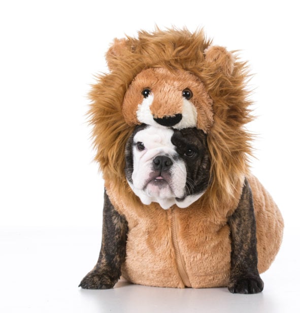 puppy wearing lion costume